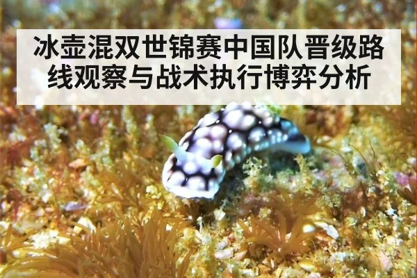 冰壶混双世锦赛中国队晋级路线观察与战术执行博弈分析